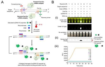 bioRxiv:华人科学家开发出AIOD-CRISPR技术,可快速超灵敏地可视化检测SARS-CoV-2和HIV